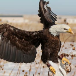 bald eagle