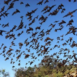 bats in flight